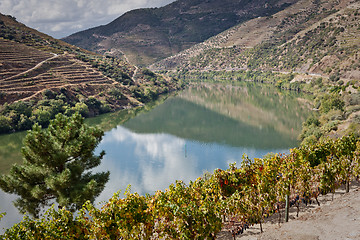 Image showing Vineyards of the Douro Valley, Portugal
