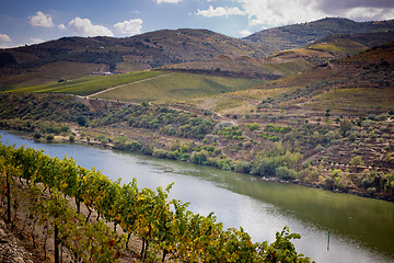 Image showing Vineyards of the Douro Valley, Portugal