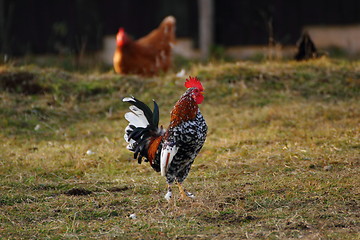 Image showing beautiful cockerel