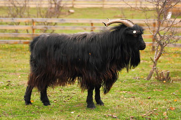 Image showing big black goat