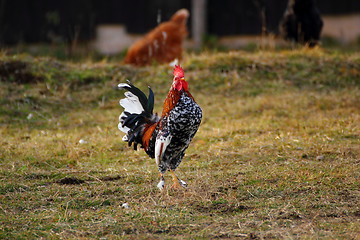 Image showing proud small cockerel