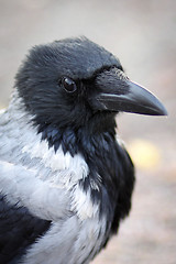 Image showing Hooded Crow 