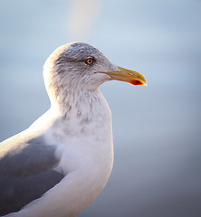 Image showing Seagull