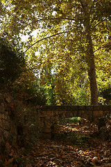 Image showing Autumn near jerusalem