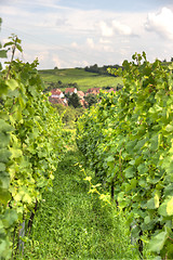 Image showing Alsace landscape and vinewyard