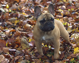 Image showing Pug