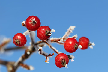 Image showing Red Rowan Berries in Winter Frost against Blue Sky