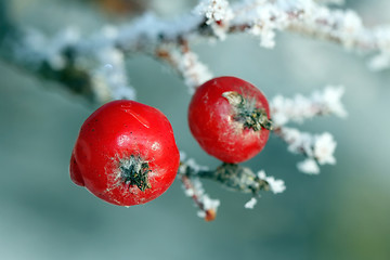 Image showing Two red Rowan Tree Berries covered with frost
