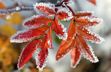 Image showing Frost on Rose Leaflets