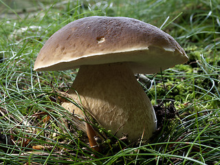 Image showing Carl johan in grass