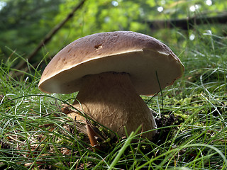 Image showing Carl johan in grass and wood