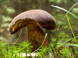 Image showing Scarletina Bolete