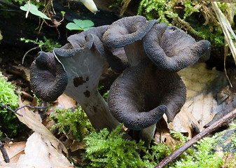 Image showing black trumpets in progress