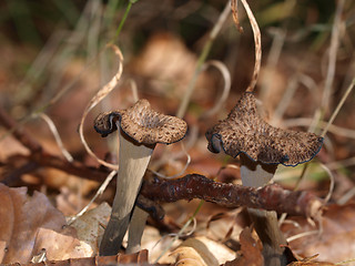 Image showing Black trumpets lifting branch