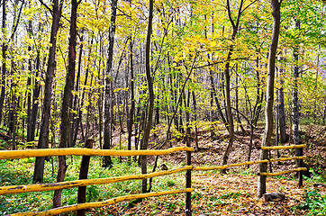 Image showing Autumn forest with a fence