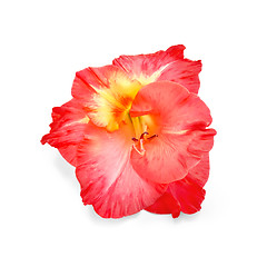 Image showing Gladiolus red