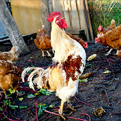 Image showing Rooster with chickens