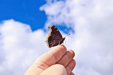 Image showing Butterfly brown on a hand against the sky