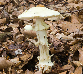 Image showing False death cap