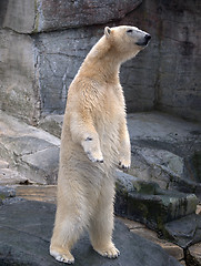 Image showing Polar bear