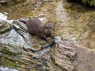 Image showing Oriental Small-clawed Otter