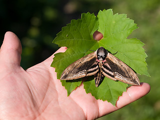 Image showing Privet Hawk Moth