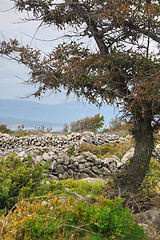 Image showing Pastures, drystone walls near Rudine, Krk island, Croatia