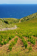 Image showing Vineyards, southern coast of Hvar island, west of Sveta Nedjelja, Croatia