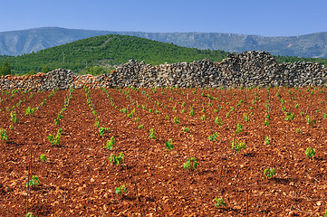 Image showing New vineyards, north of Hvar island, Croatia