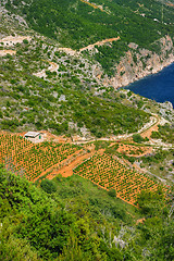 Image showing Vineyards, southern coast of Hvar island, west of Sveta Nedjelja, Croatia