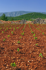 Image showing New vineyards, north of Hvar island, Croatia