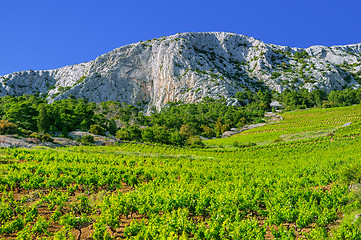 Image showing Vineyards, southern coast of Hvar island, west of Sveta Nedjelja, Croatia