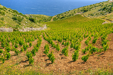 Image showing Vineyards, southern coast of Hvar island, west of Sveta Nedjelja, Croatia