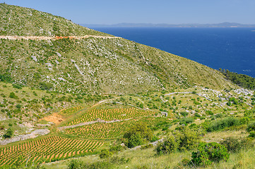 Image showing Vineyards, southern coast of Hvar island, west of Sveta Nedjelja, Croatia