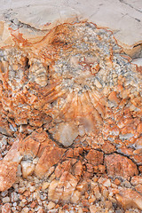 Image showing Detail of dolomite, calcite stone surface, Vrboska, north of Croatia