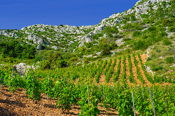 Image showing Vineyards, southern coast of Hvar island, west of Sveta Nedjelja, Croatia