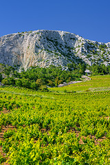 Image showing Vineyards, southern coast of Hvar island, west of Sveta Nedjelja, Croatia