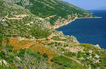 Image showing Vineyards, southern coast of Hvar island, west of Sveta Nedjelja, Croatia