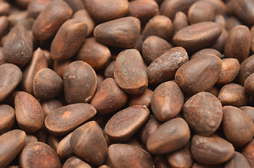 Image showing cedar nuts