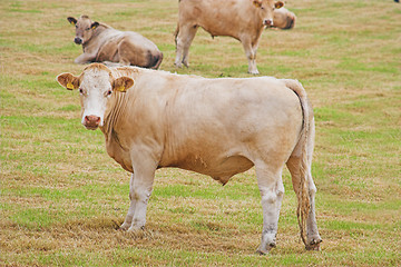 Image showing Bullocks