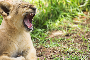 Image showing Lion Cub #1