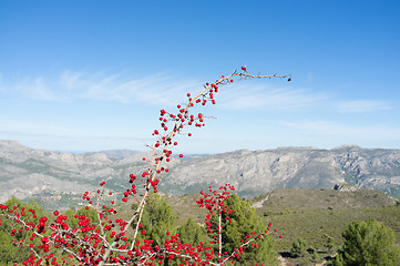 Image showing Medicinal plant