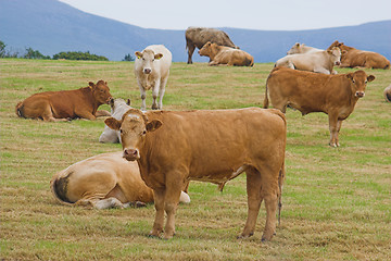 Image showing A herd of young bulls