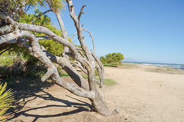 Image showing Windswept tree