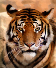 Image showing Tiger Face Portrait Painting