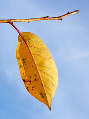 Image showing Single yellow leaf of cherry tree