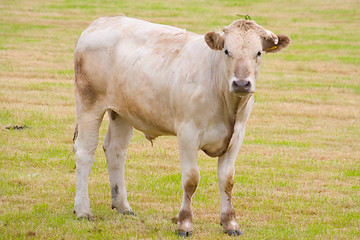 Image showing Bull