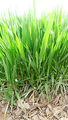 Image showing Green wheat