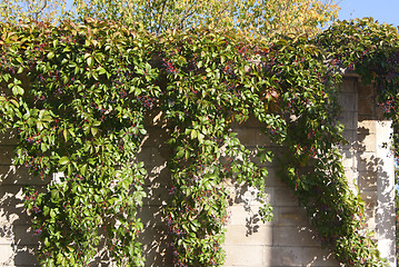 Image showing Old wall with vines