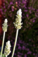 Image showing White Lavender